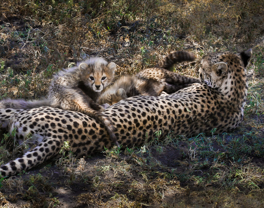 Cheetah abd Young - Serengeti