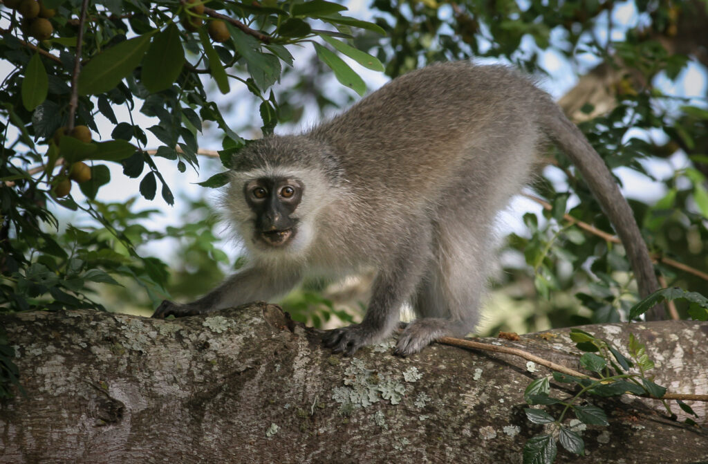 Vervet Monkey - South Africa