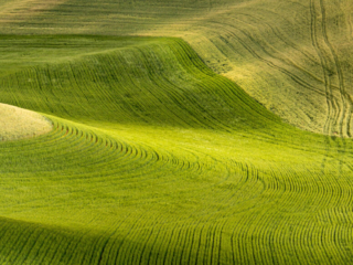 Palouse - Washington