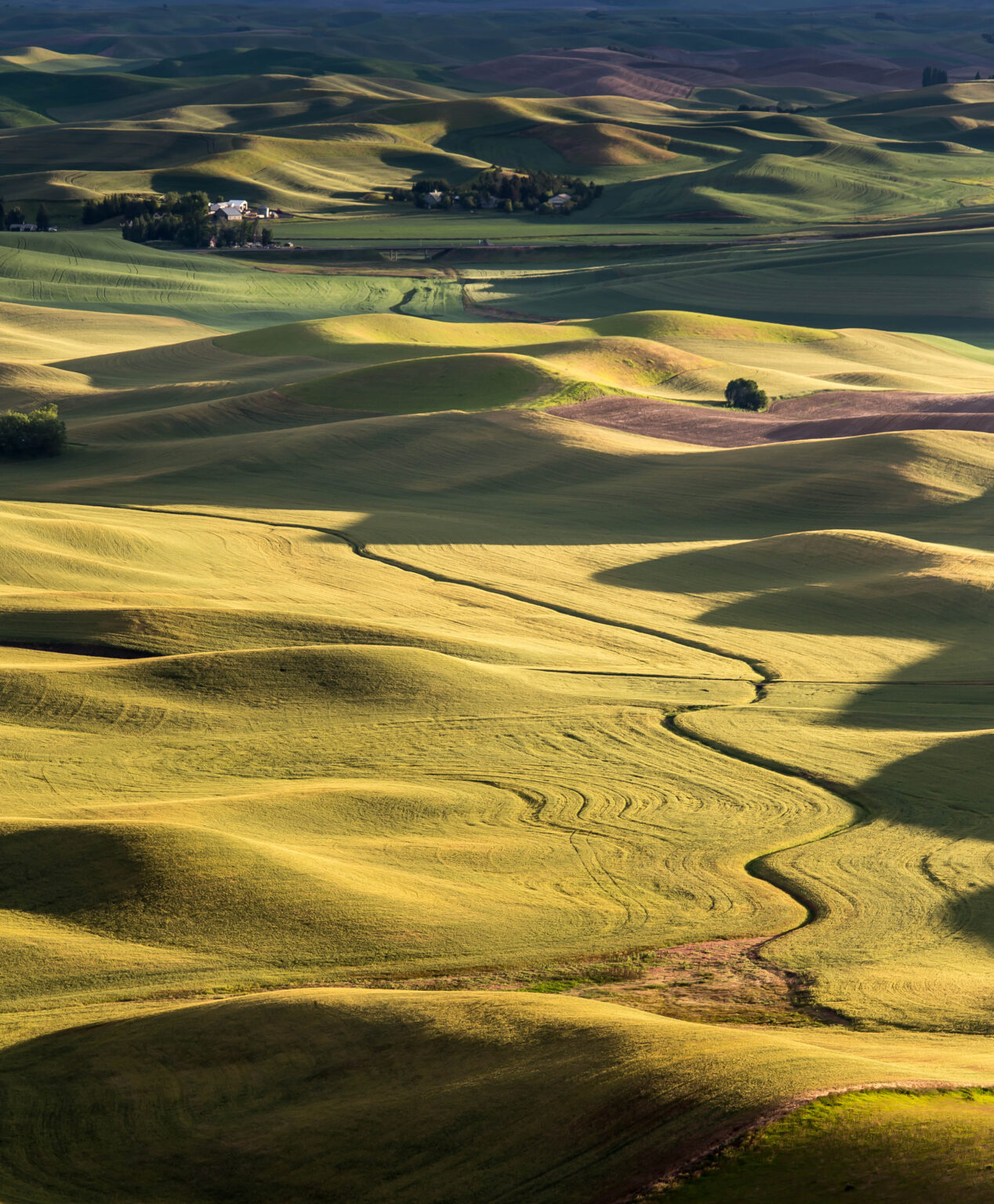 Palouse - Washington
