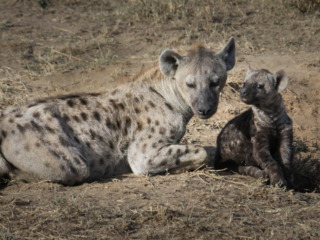 Hyena - Kenya