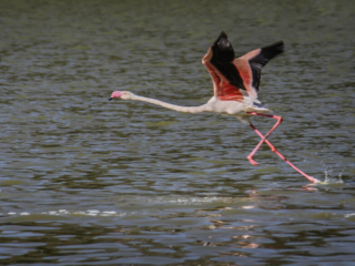 Flamingo - Kenya