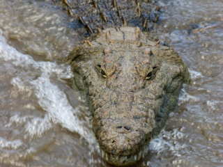 Nile Crocodile - Kenya