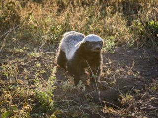 Honey Badger - Tanzania