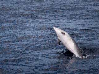 Dolphin - Azores