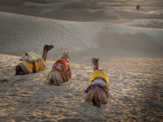 Sands Dunes at Sam - Rajastan