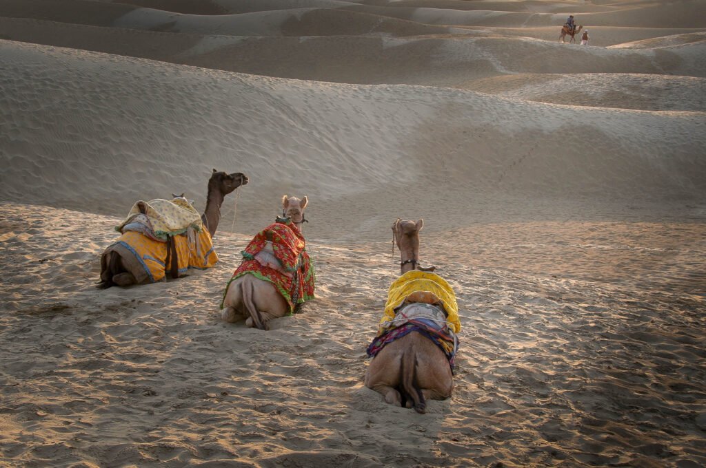 Sands Dunes at Sam - Rajastan