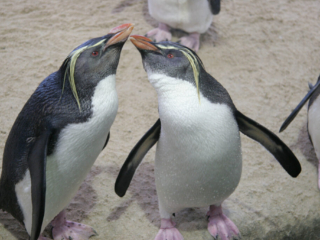Penguins - South Africa
