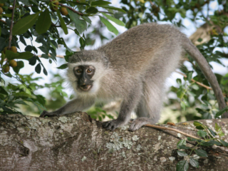 Vervet Monkey - South Africa