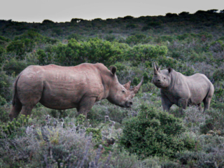 Black and White Rhinos - South Africa