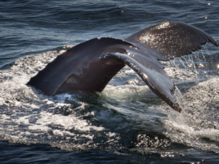 Humpback Whale