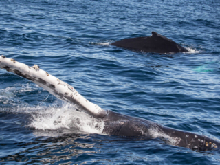 Humpback Whale off Boston