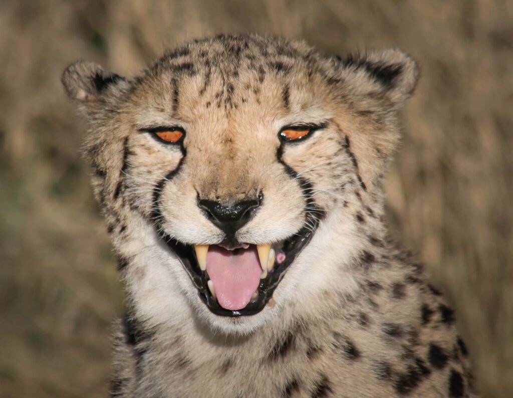 Cheetah - Namibia