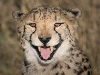 Cheetah - Namibia