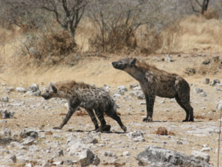 Hyena - Namibia