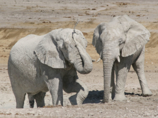 Elephants - Namibia