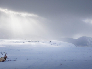 Elk near Jackson Hole