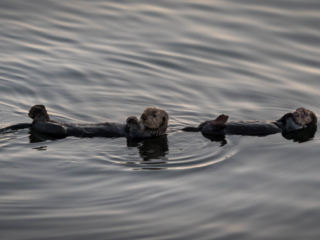 Sea Otters - California