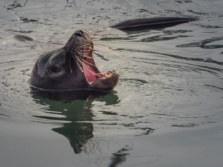 Sea Lion - California