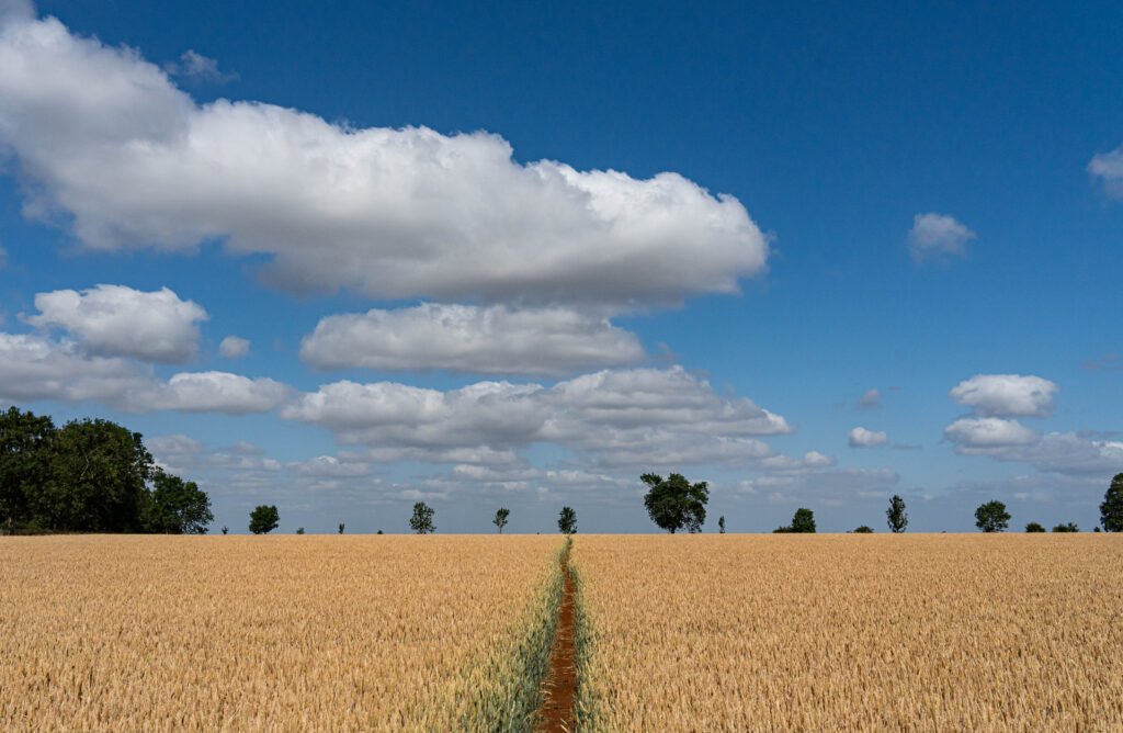 Cornfield