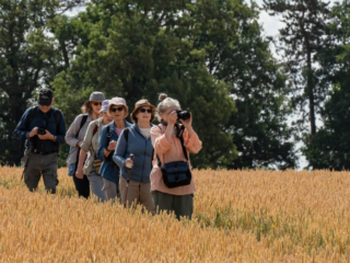 Across the Cornfield