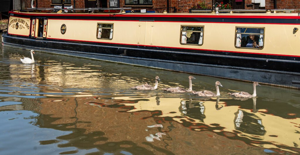 Swan Procession