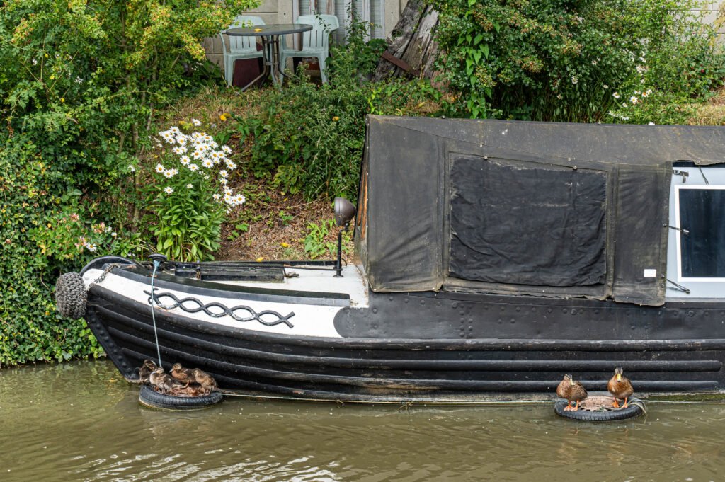 Ducks at Home