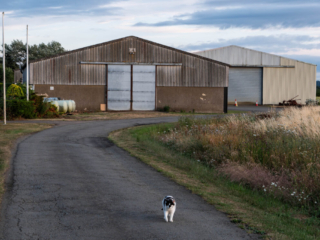 The Black and White Cat