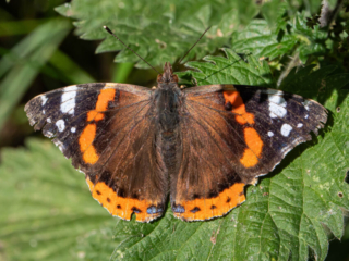 Red Admiral