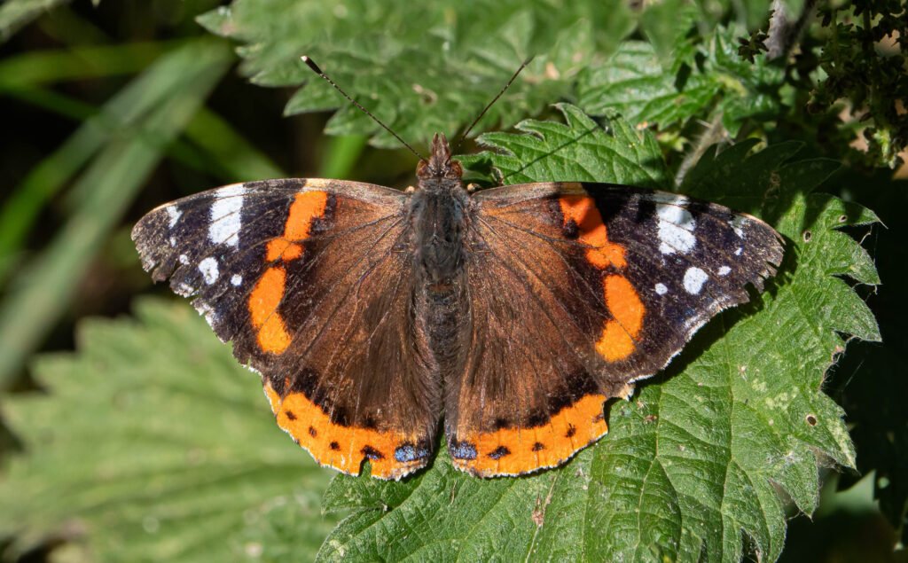 Red Admiral