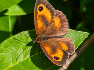 Meadow Brown