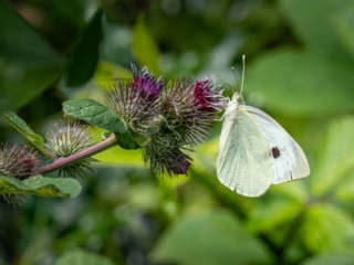 Large White