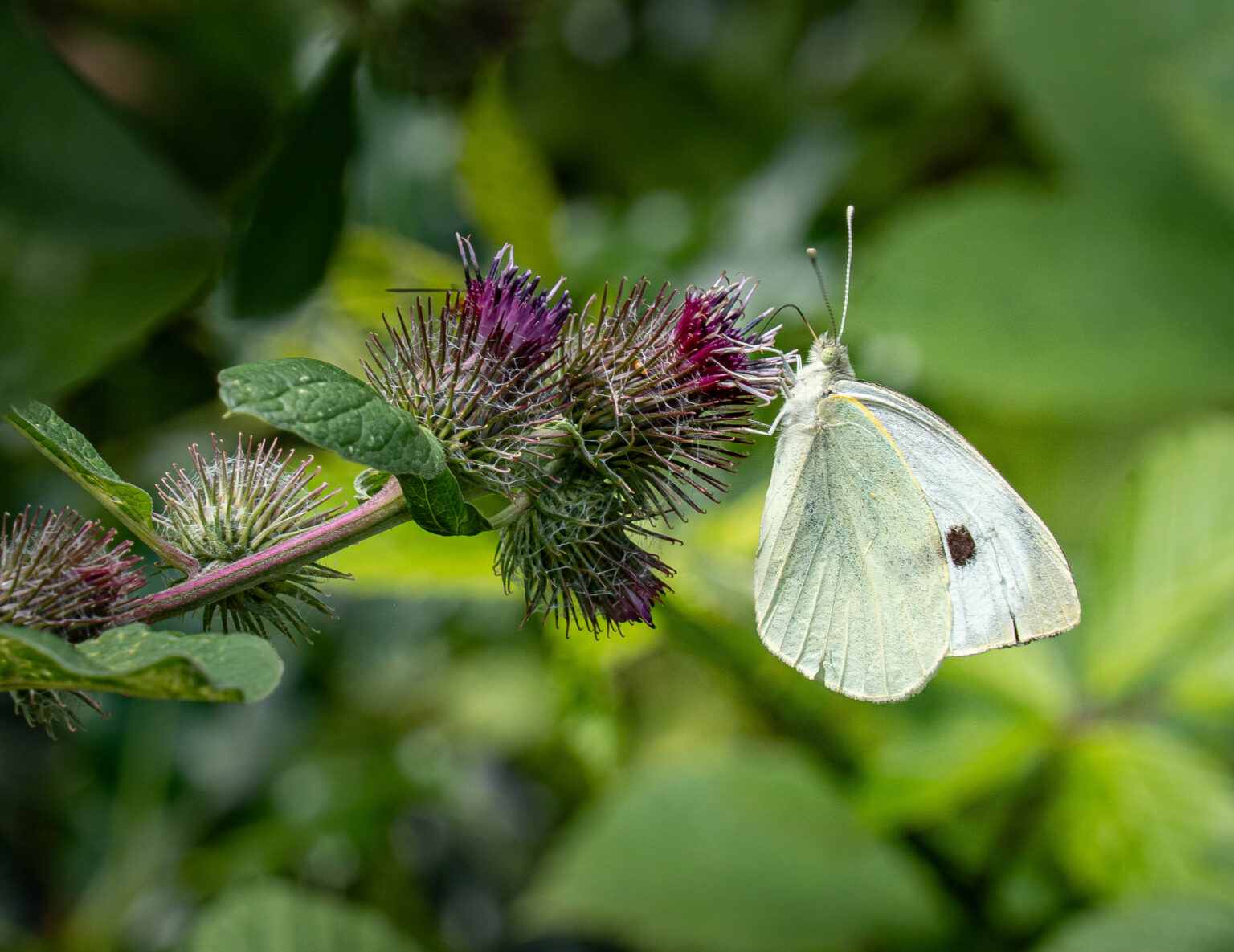 Large White