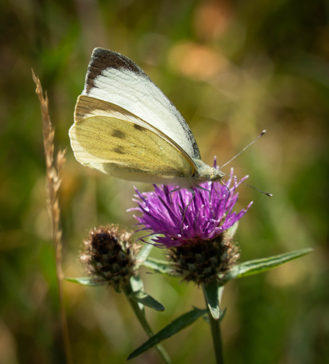 Large White
