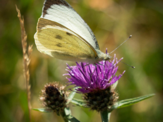 Large White