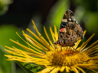 Red Admiral