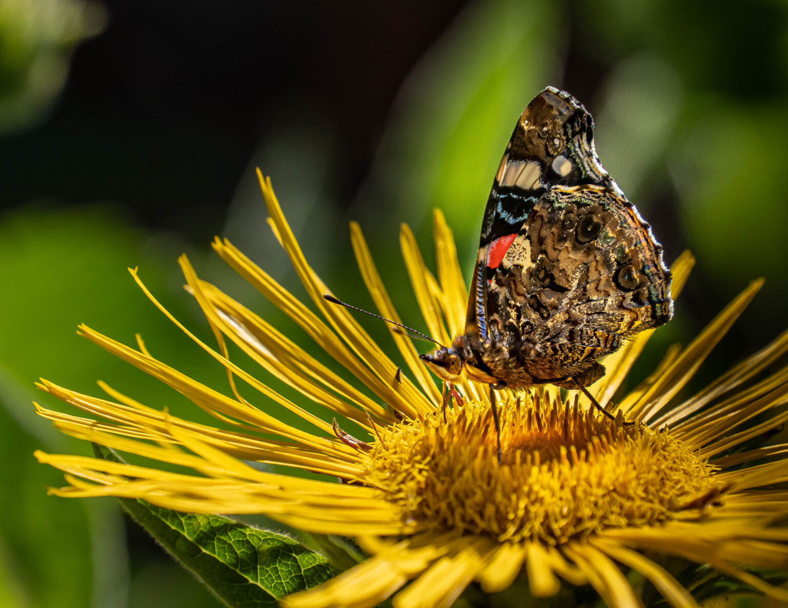 Red Admiral