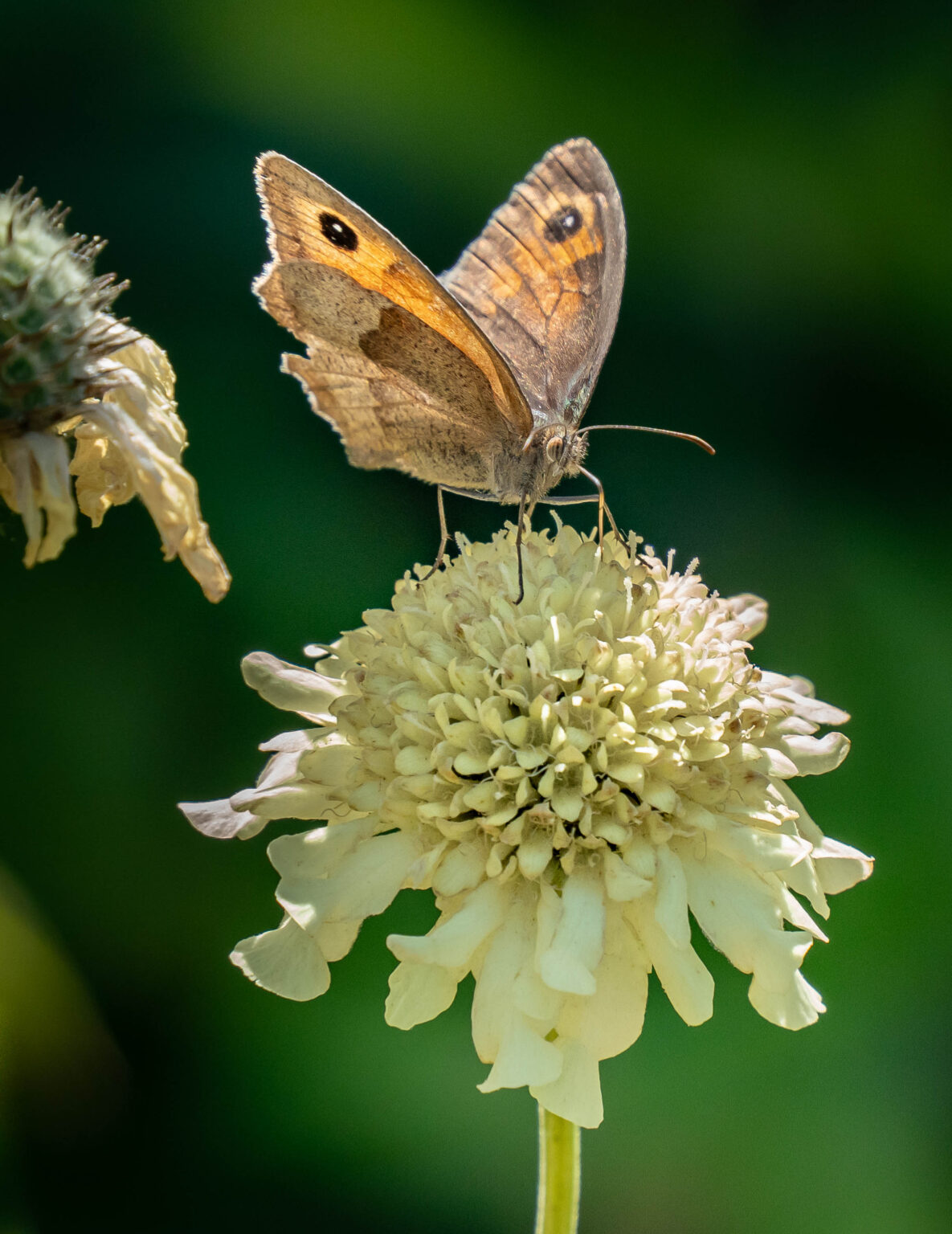 Meadow Brown