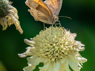 Meadow Brown