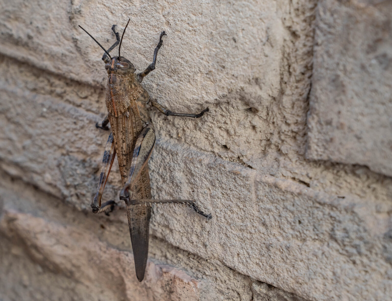 Cricket in Assisi