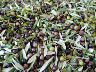 Olive Harvest