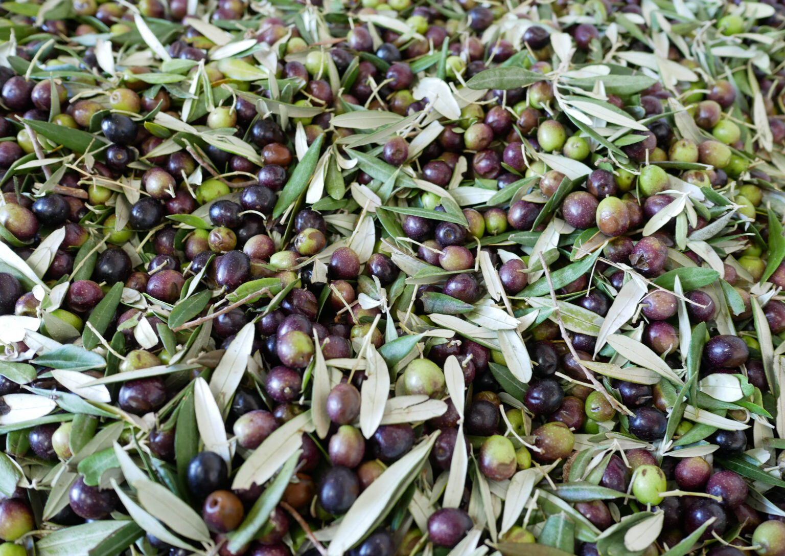 Olive Harvest
