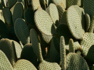 Prickly Pear