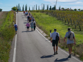 Walking Past the Vineyard