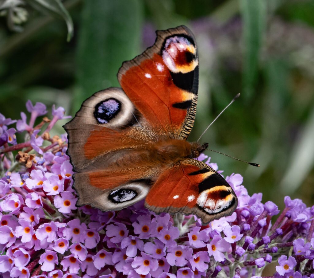 Peacock