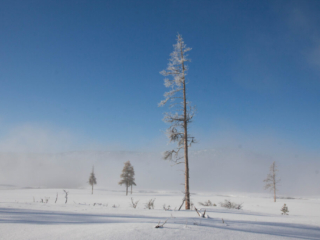 Yellowstone Winter
