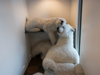 Polar Bears in Iceland