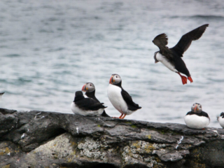 Puffins