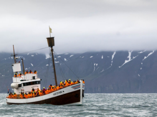 Whale Watching Off H&uacute;sav&iacute;k