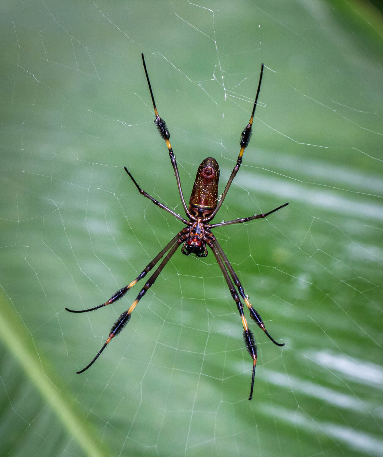 Golden Silk Spider